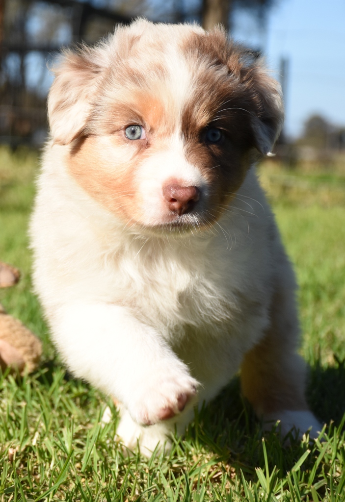 Roadsend Australian Shepherds, Leitchville, Victoria, Australia